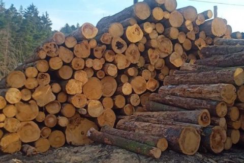 Palivové dřevo - kulatina